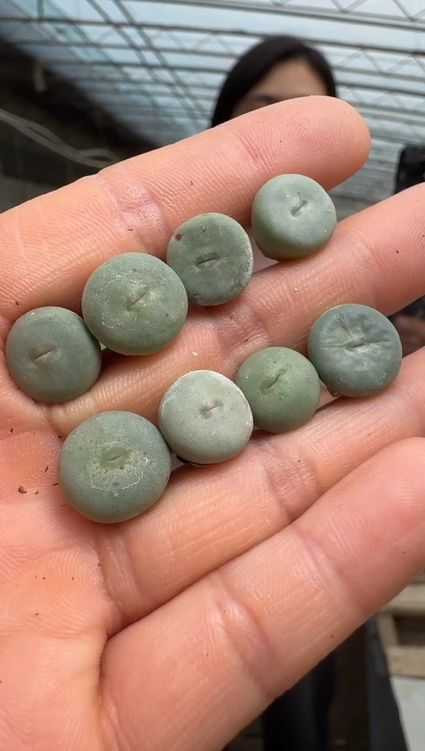 【闪购商品】1/23-36 歌姬一颗