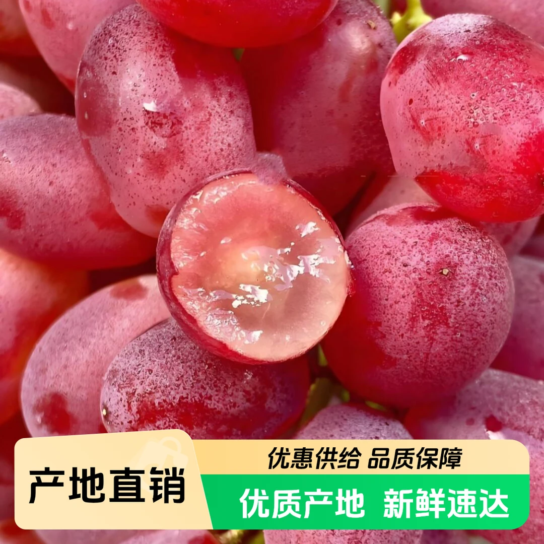 新疆克伦生葡萄 无籽脆甜 当季新鲜 只发川渝新疆维吾尔自治区