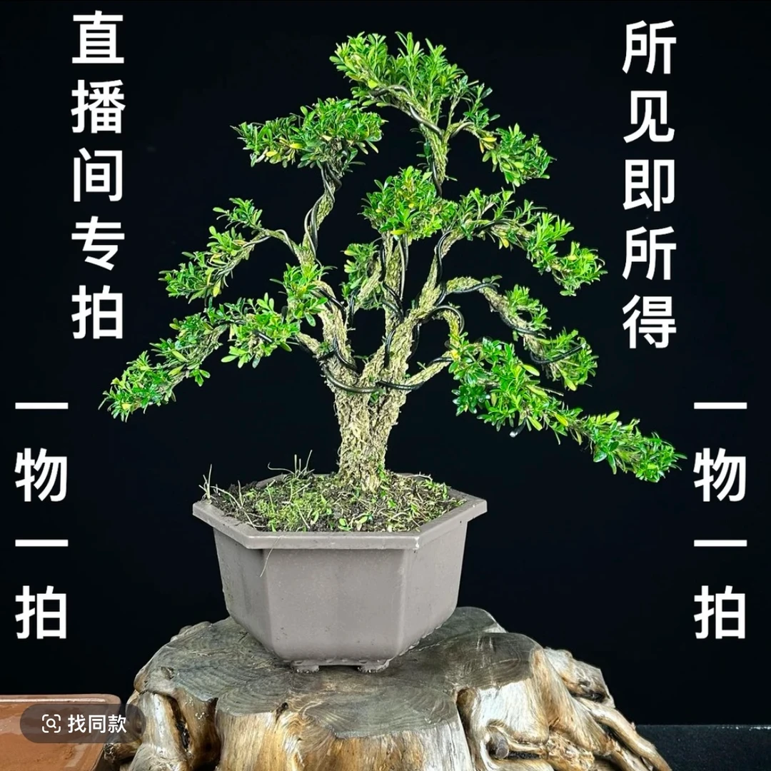 黄杨盆景一物一拍