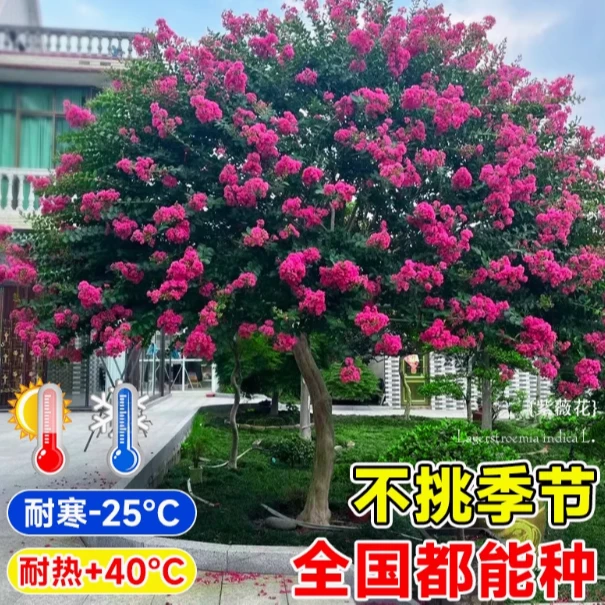 紫薇花艳贵妃浓香型花盆栽地栽庭院花卉耐寒绿植带土包邮基地直发