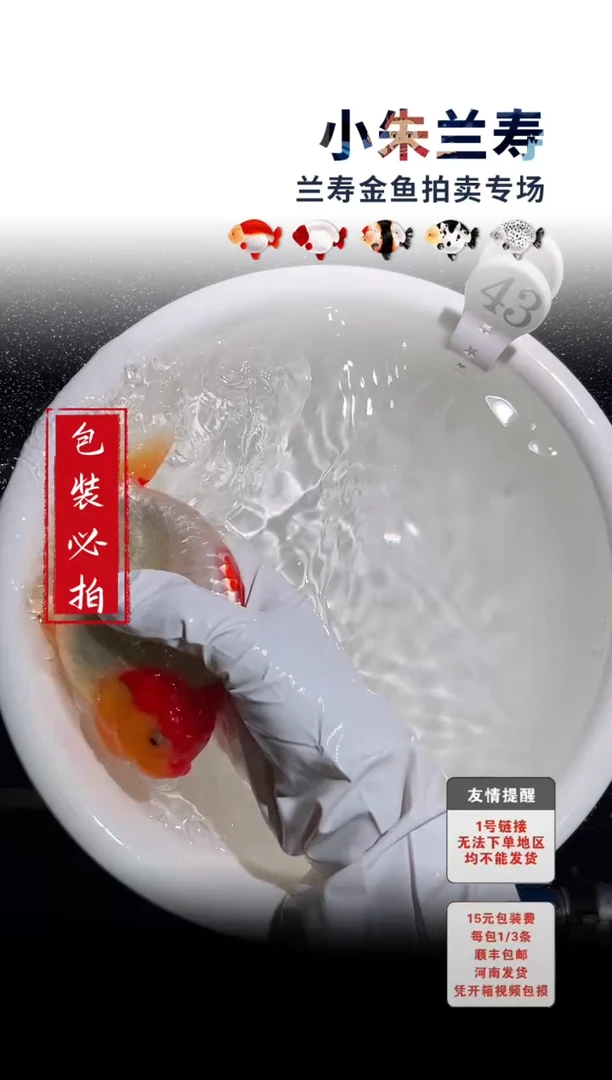 金鱼包装必拍未拍顺丰到付43号