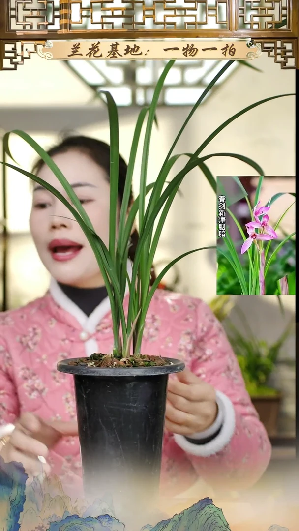 全部花苞新津胭脂3苗带花苞