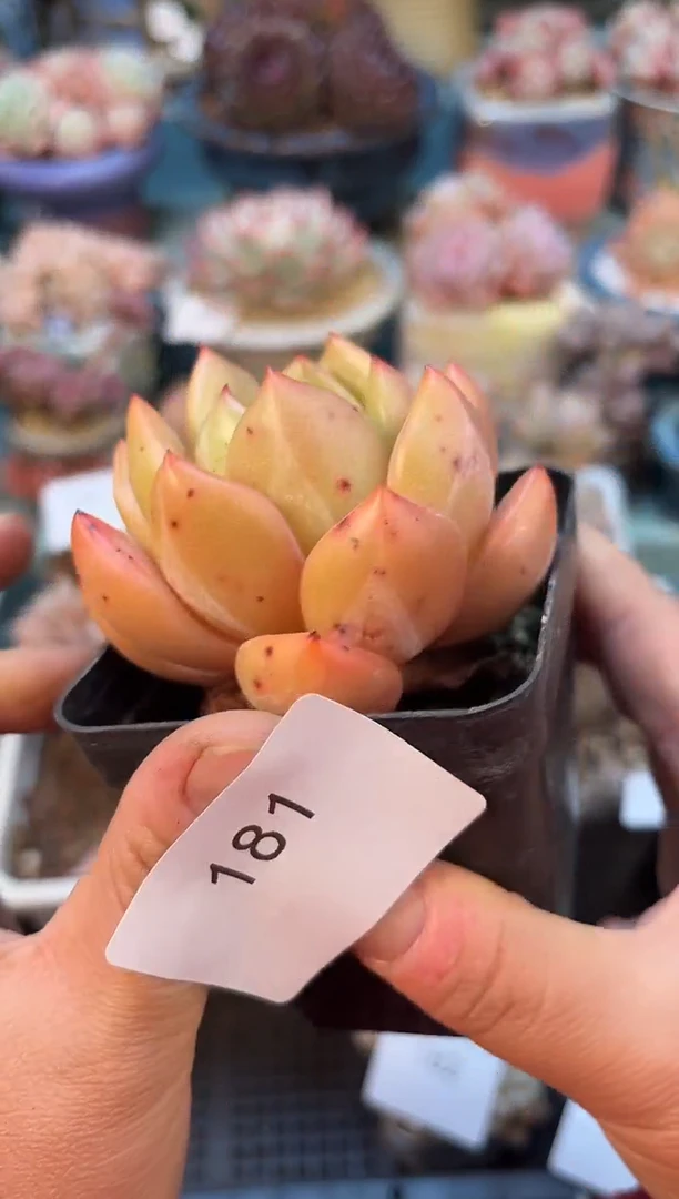 181单头皮蛋多肉