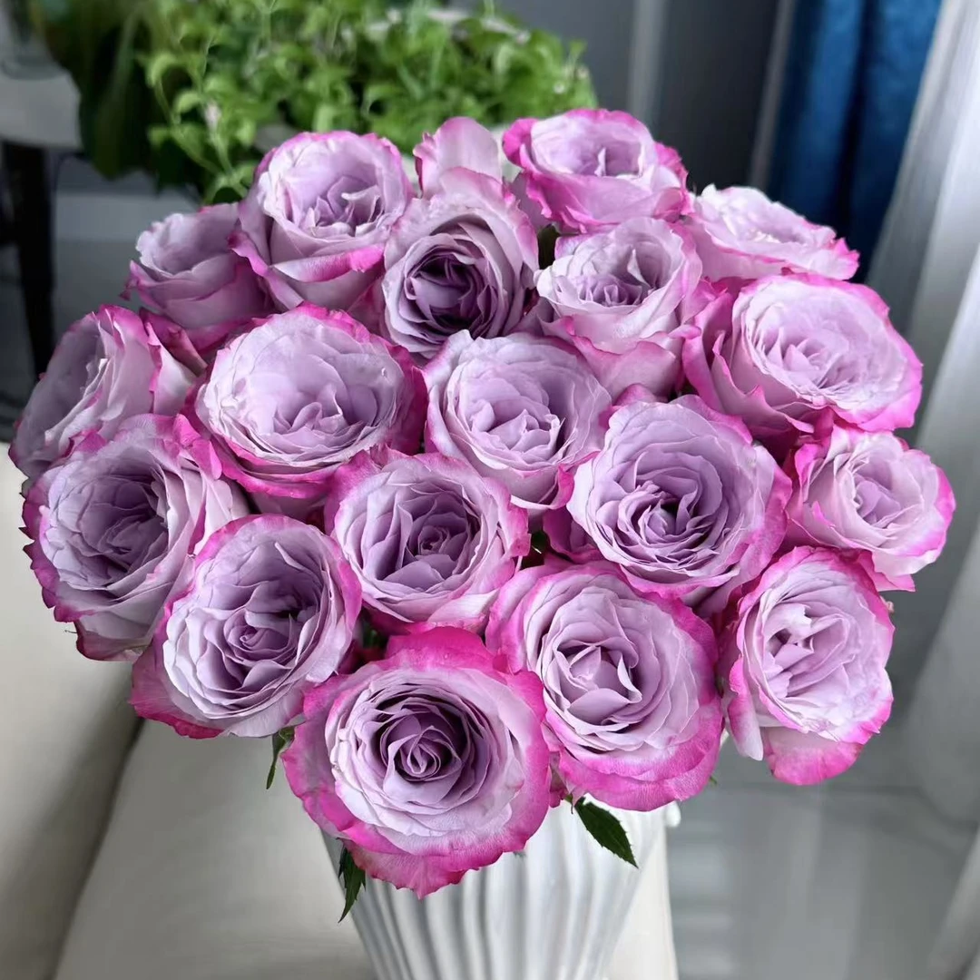 气场中苗四季开花浓香月季