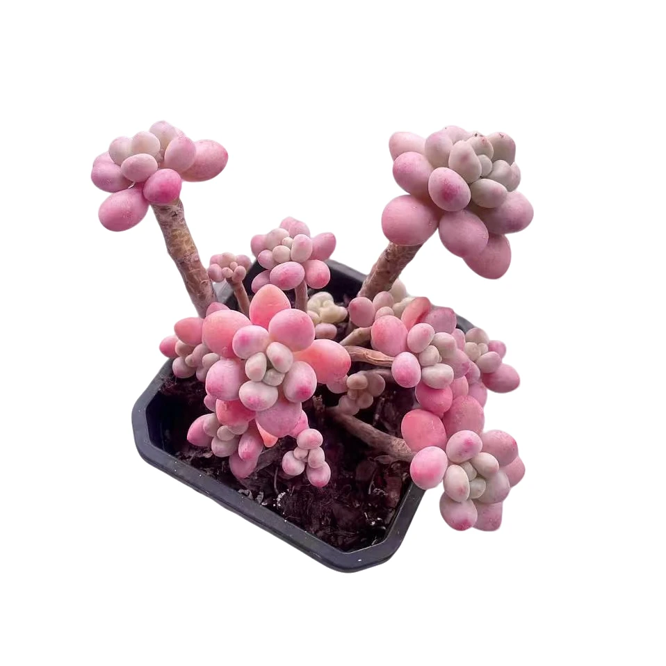 鱼子酱精品多肉植物 新手好养 满9.9包邮直播间标准发货精选精养