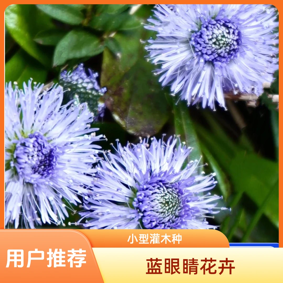 蓝眼睛地团花小型灌木花卉盆栽花园植物庭院植物耐寒零下5度