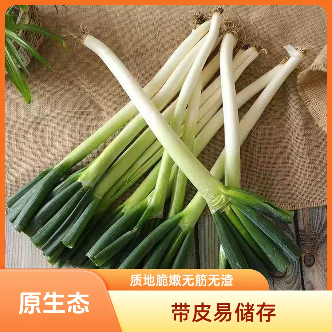 正宗东北黑土地大葱去头现挖现发新鲜大葱10斤装