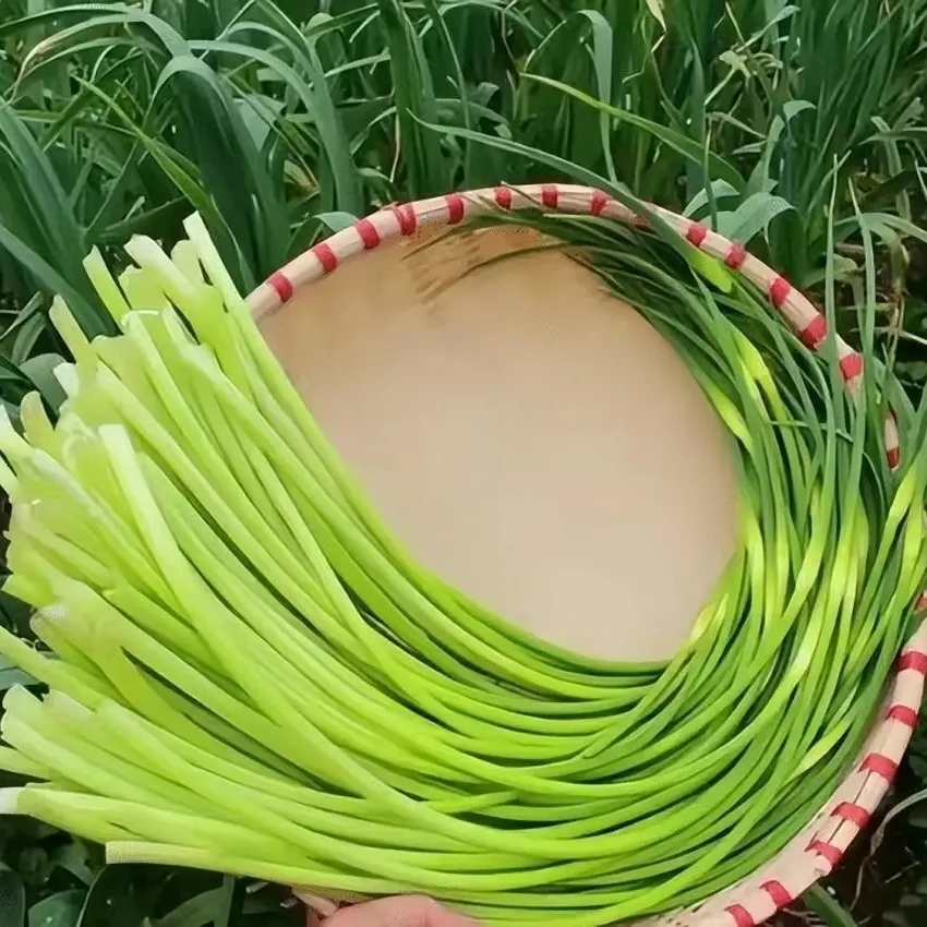 D新鲜蒜薹 农家种 发货包邮保鲜袋