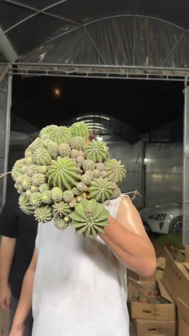 超大群生 席克氏彩草 15-20cm