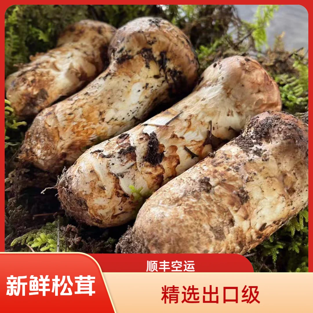 新鲜松茸四川甘孜雅江阿坝小金新鲜松茸无虫眼非云南香格里拉松茸