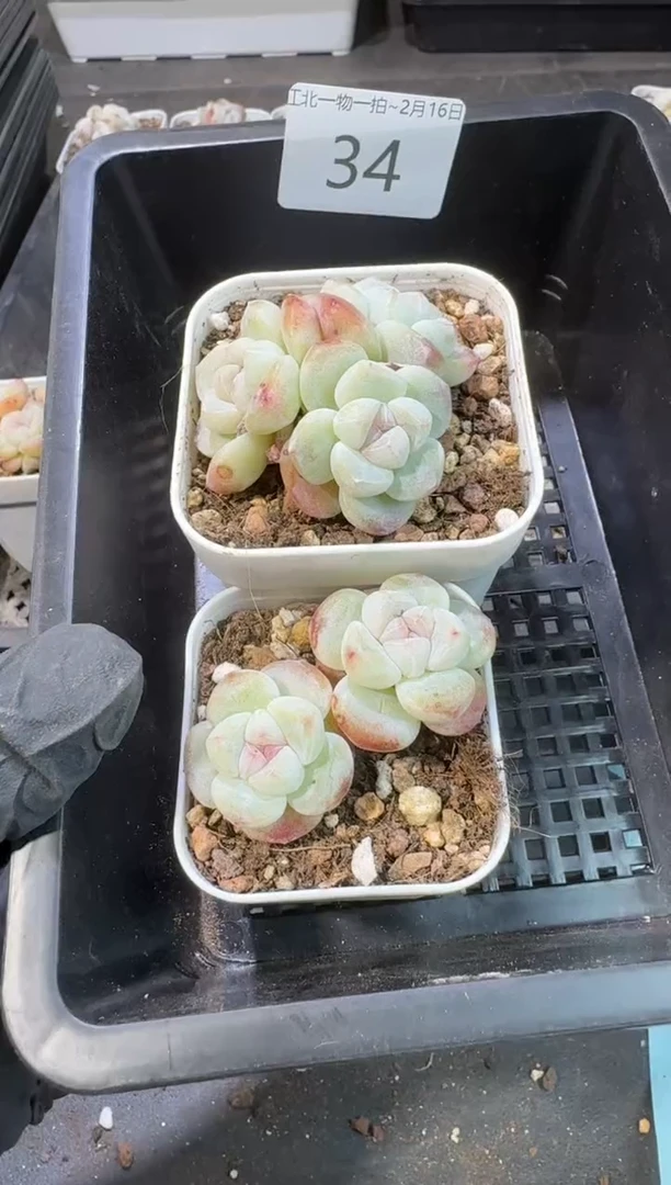 【闪购商品】34号到手1框--江北一物一拍