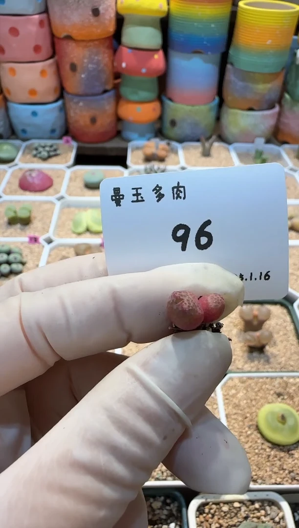 【闪购商品】25.1.16-96