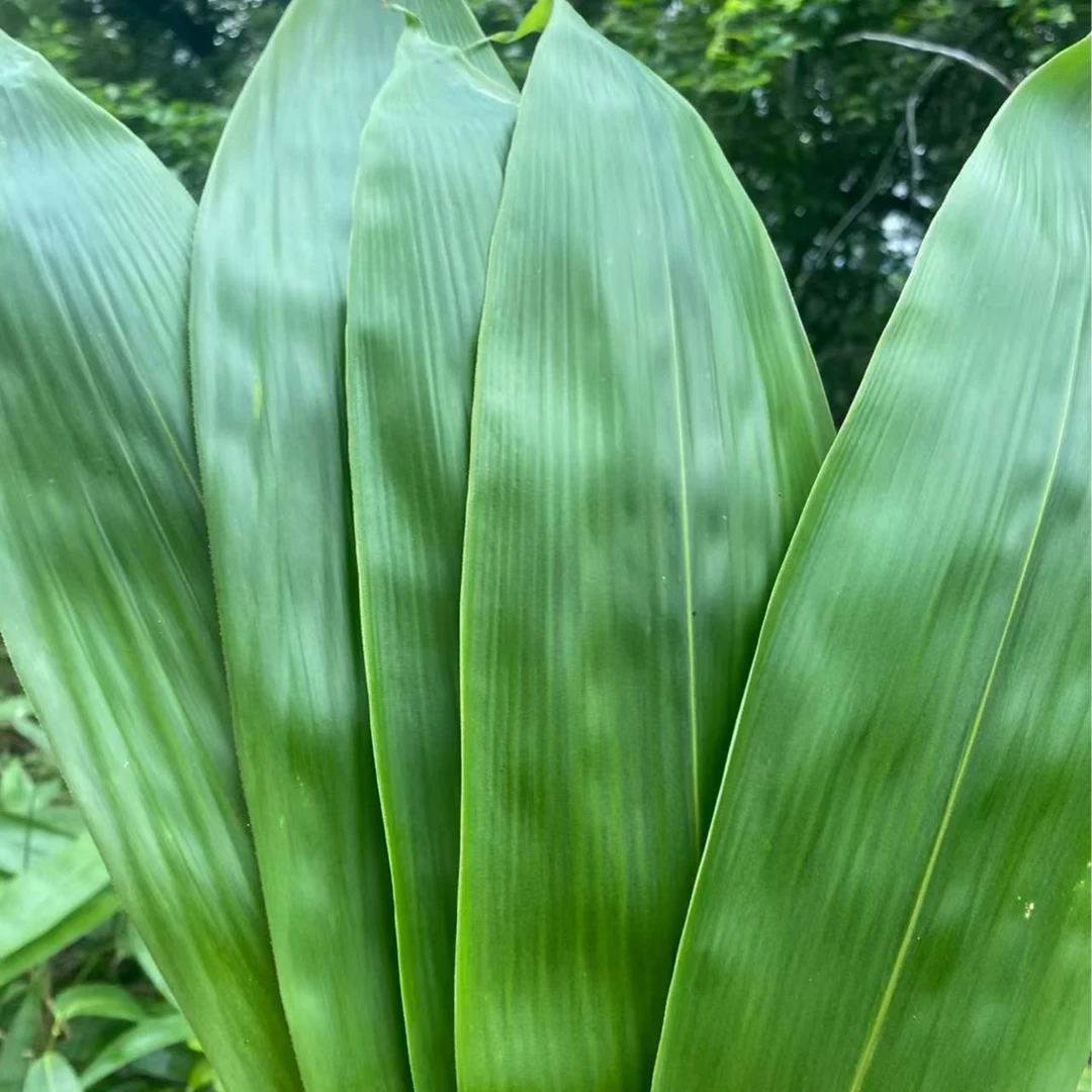 本地新鲜粽叶现摘现发粽子叶中大号箬棕叶端午节非芦苇叶