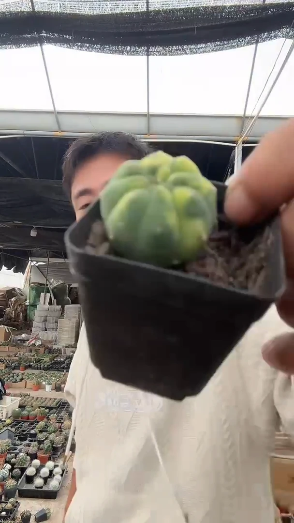 实生奇仙玉锦25.99