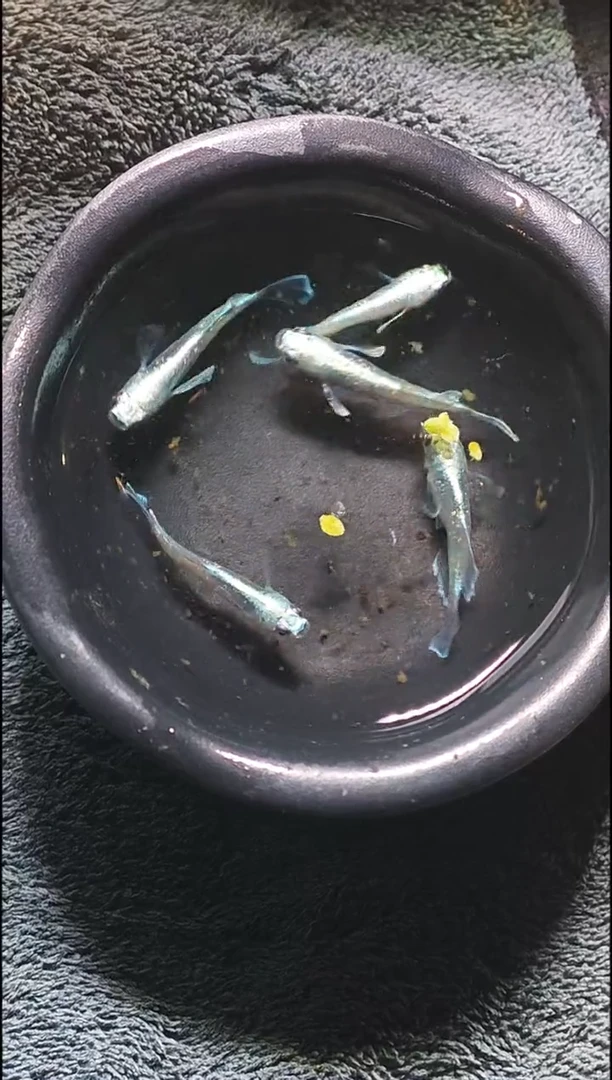 青鳉鱼观背青鳉021