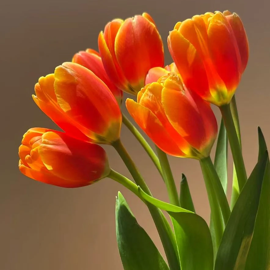 岗埠鲜切花 橙红色郁金香小王子家庭插花办公室摆花 基地直发