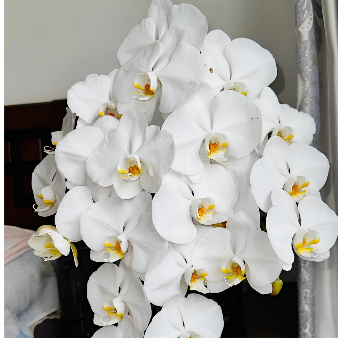 蝴蝶兰《大白v3》长期室内桌面阳台观赏花卉盆栽花盆栽苗