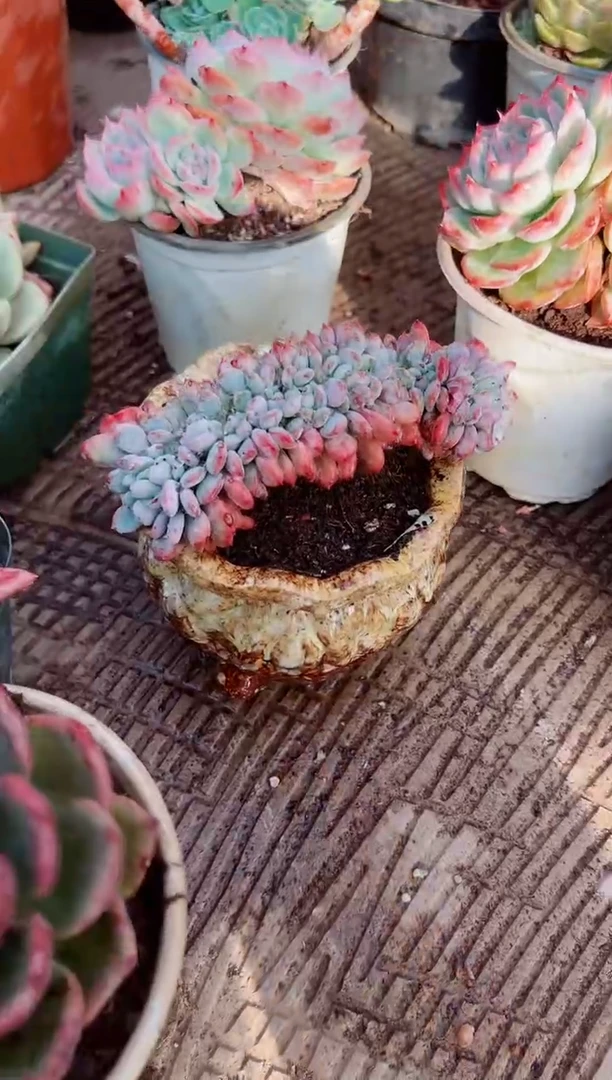 ¹****࿐多肉植物一物一拍11173