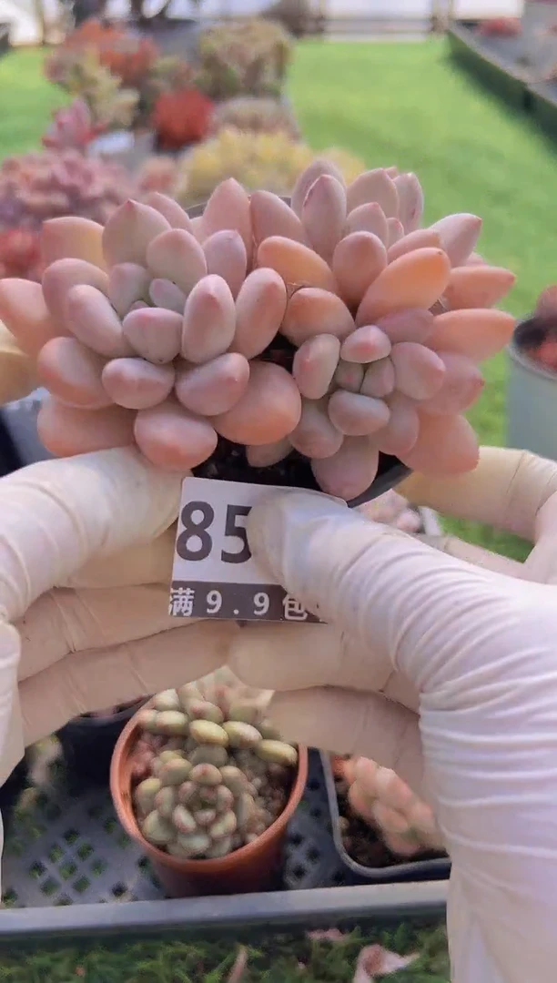 【闪购商品】信福多肉一物一拍