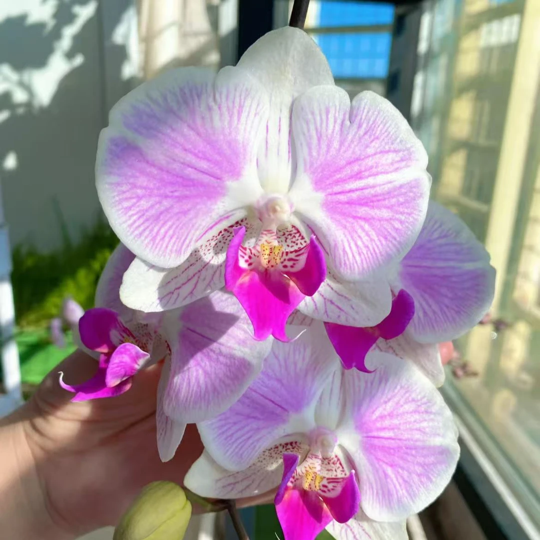 花悦里【爱丽丝】单花剑 名贵欧品带花带花苞 广州花卉源头基地