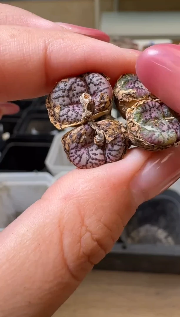 6-23多肉植物肉锥