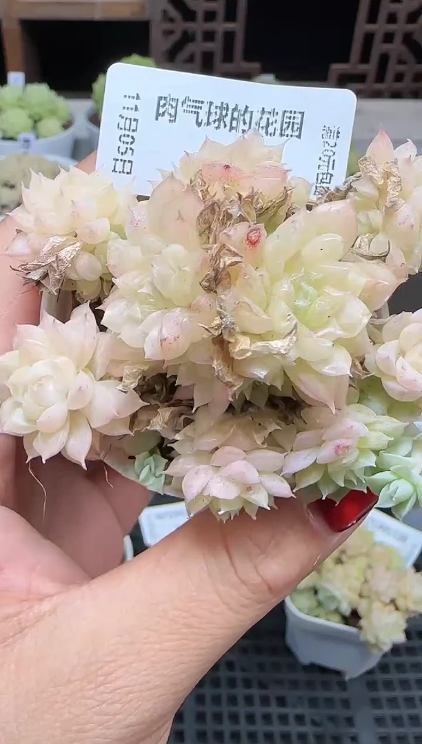 1105-243麦秆群不包整