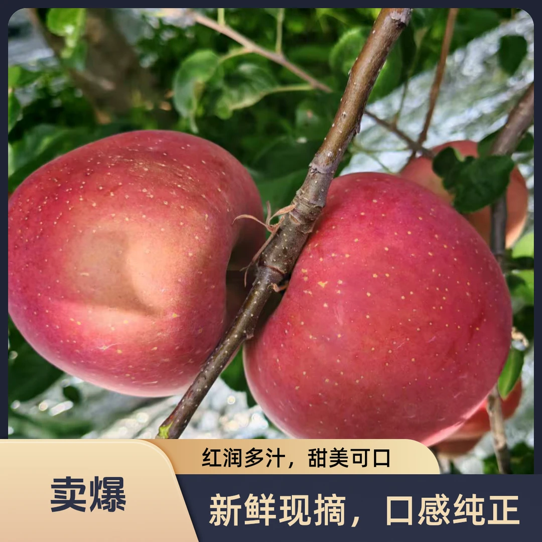 云南昭通新上市2001丑苹果产地直发现摘新鲜水果