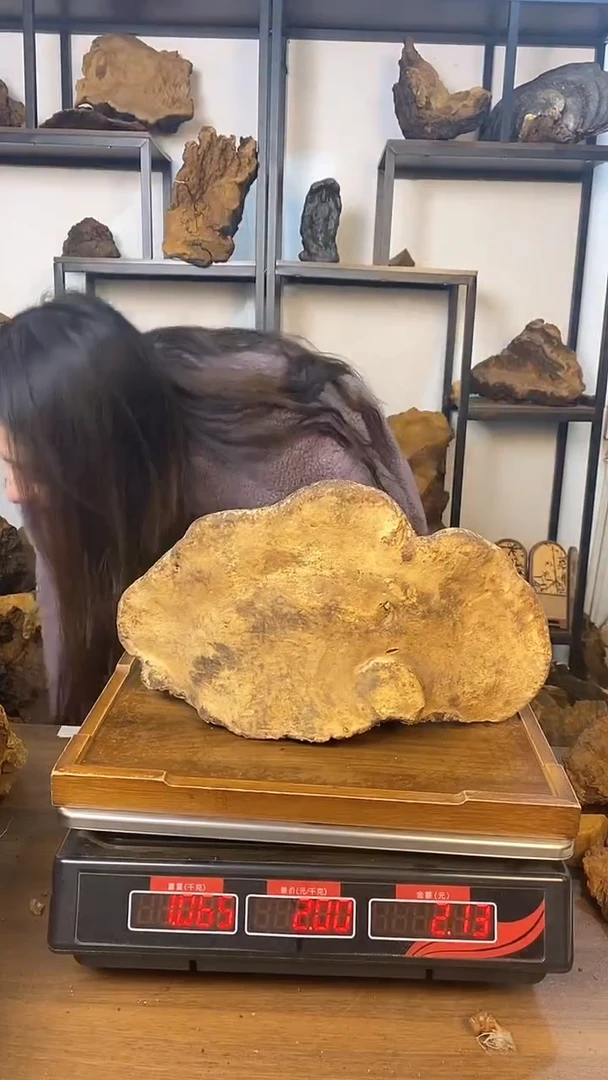 藏区野生红缘层孔菌 2.3斤