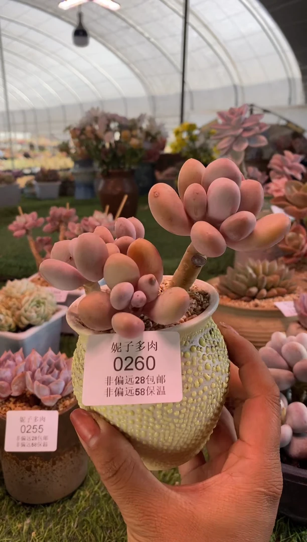 0260aa（满28包邮发货）