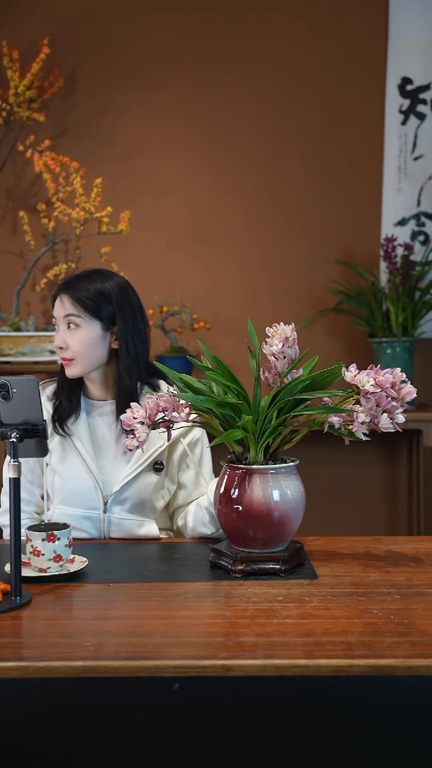 全部花朵樱花盆景盆景