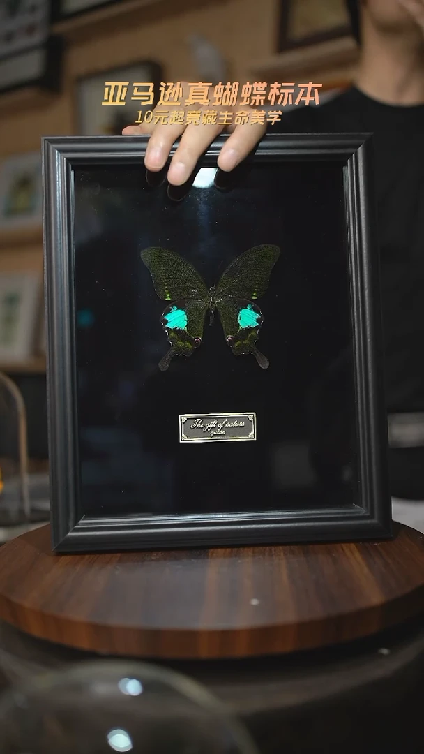 有机玻璃巴黎翠凤蝶黑绒底