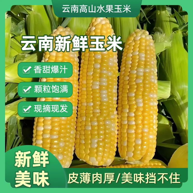 【水果玉米】云南高山水果玉米现摘现发玉米香甜软糯农家新鲜水果