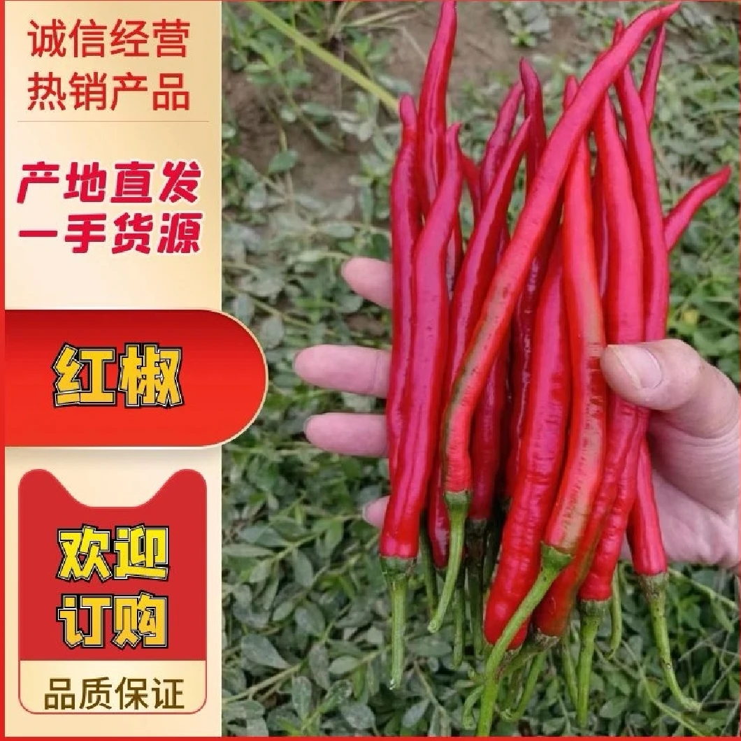 【顺丰生鲜】新鲜红辣椒二荆条红线椒香辣现摘泡椒剁椒辣椒酱食材