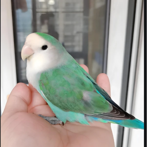 牡丹鹦鹉上手亲人