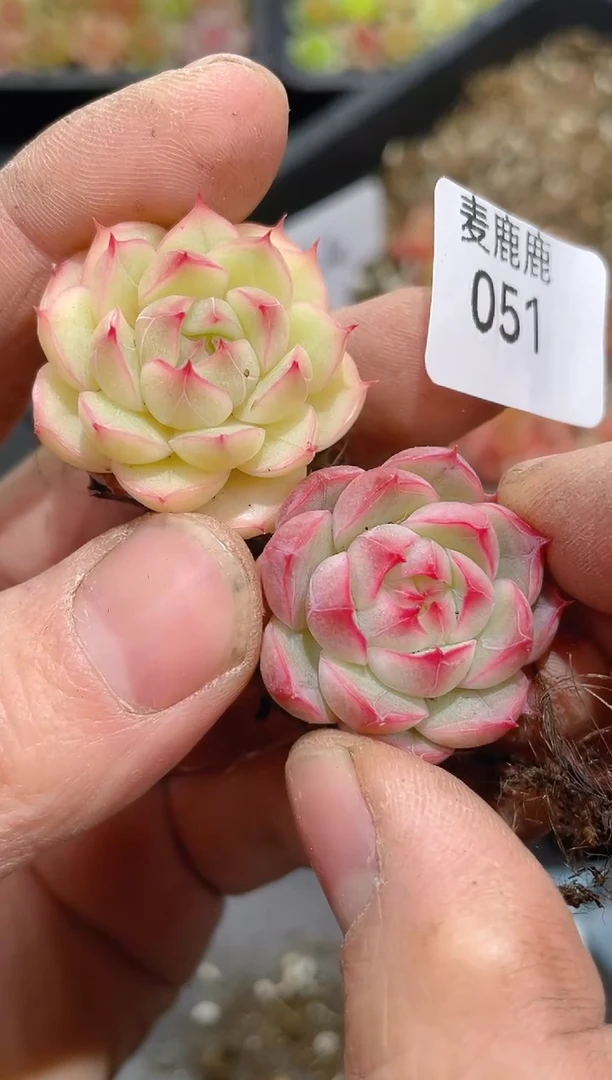 051孤品     量拍2颗