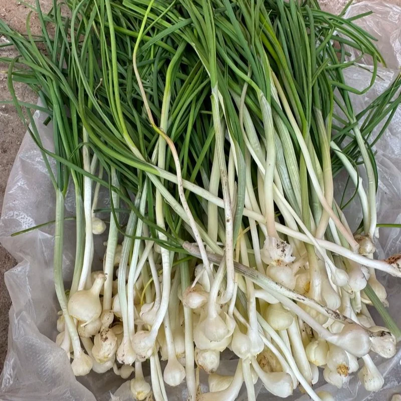 【野葱】平武高山新鲜现挖野葱小根蒜薤白天然野菜香葱蔬菜