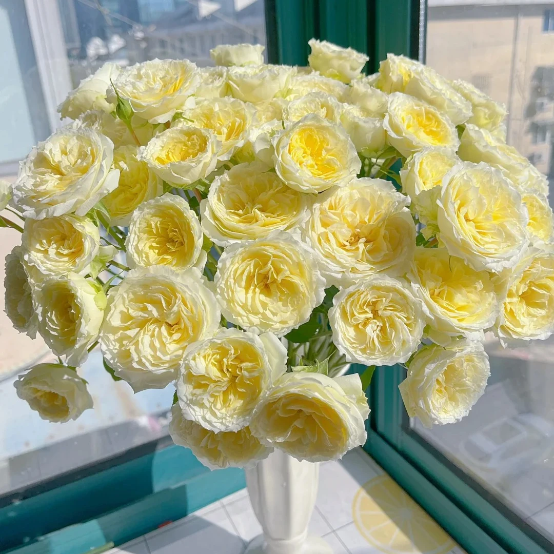 【大聪明卖花】暖暖多头玫瑰-任意两单鲜花升级快递-元旦福利