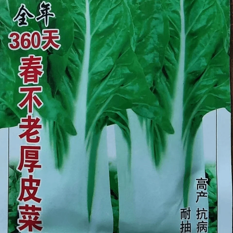 【全店满5包包邮】春不老厚皮菜种子白梗甜菜牛皮菜种籽耐寒猪肚