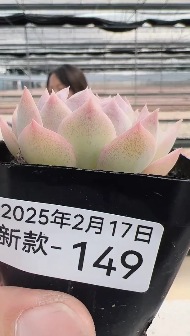 【闪购商品】新款多肉-149