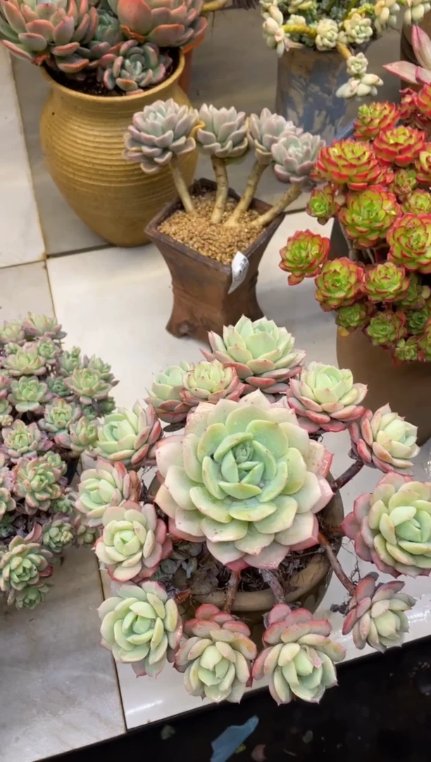 【闪购商品】122恋曲