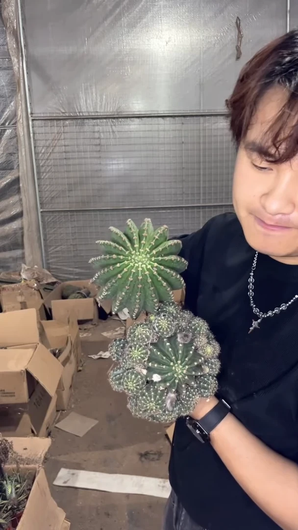 2颗 实生根 席克氏彩草 8-11cm