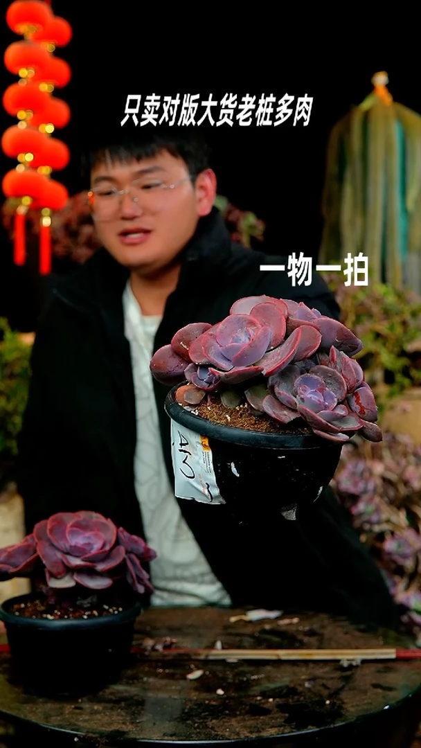 【闪购商品】203号尘埃玫瑰