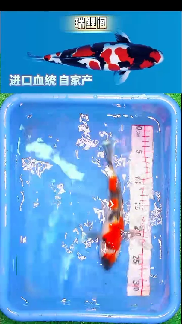 锦鲤瑞鲤阁精选--49