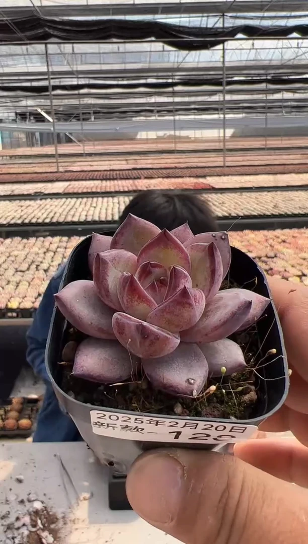 【闪购商品】新款多肉-128