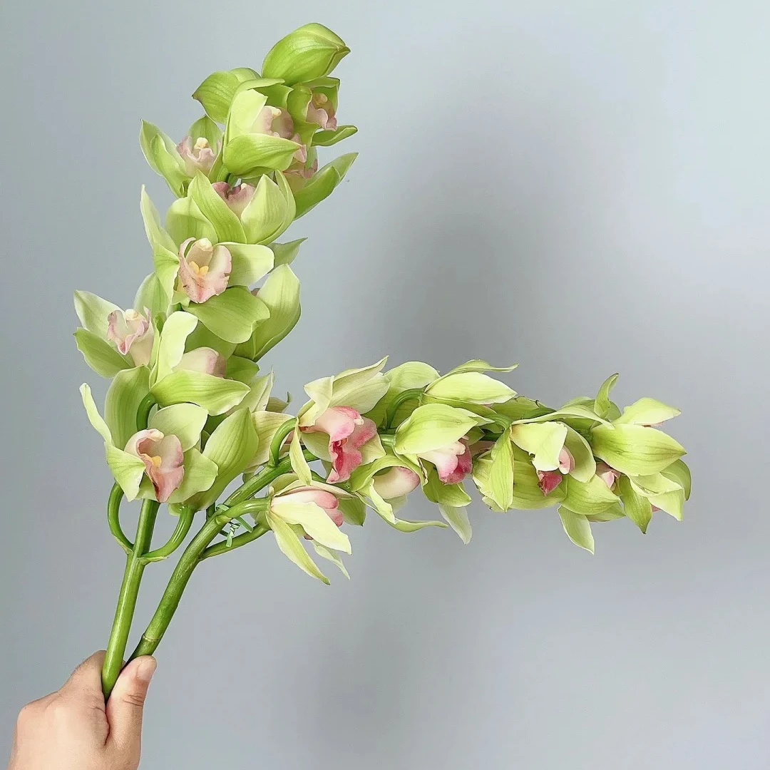 【碧波仙子大花蕙兰】年宵花 花期长 耐养活 云南基地直采直发