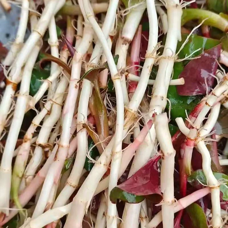 【本地折耳根】湘西应季新鲜现采现发 本地老品种折耳根/鱼腥草