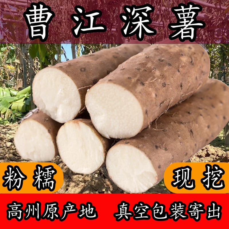 广东高州曹江深薯农家现挖新鲜大号山药淮山粉糯真空包装煲汤材料