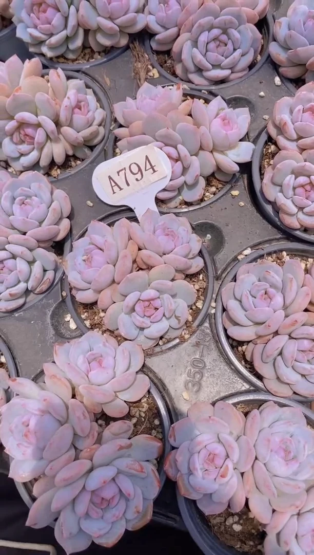 A794-星星橙捧花群（量拍）