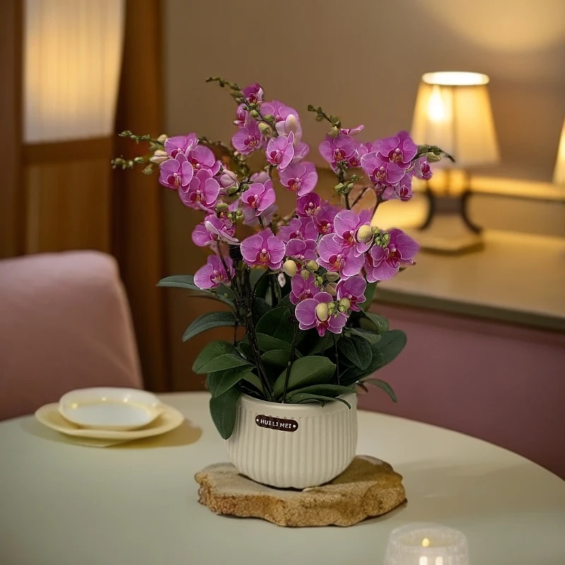 【紫蝶】蝴蝶兰 好养耐养花期长 苗情优质 基地直发