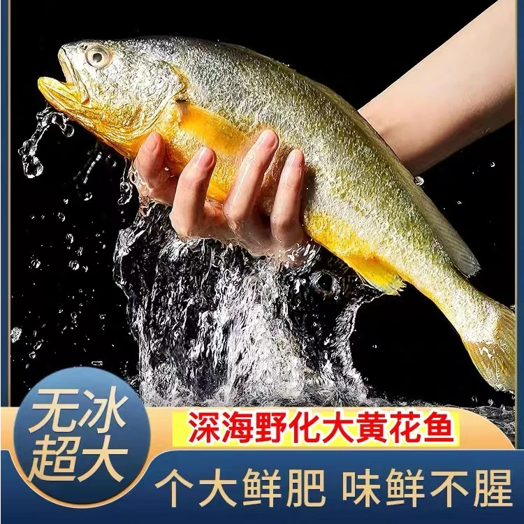 【1】深海野化大号黄花鱼(500-600克每条)到手4条 鲜鱼速冻锁鲜发